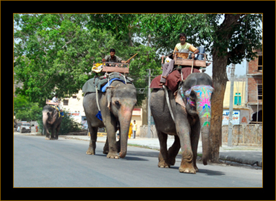 May 19, 2007 - Elephants in Jaipur.